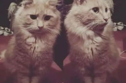 宠物猫娱乐设施,创意宠物猫娱乐设施大盘点