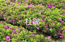 湖南鲜花,四季绽放的生态画卷